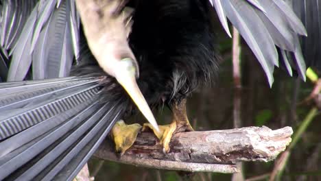 Vögel-Des-Mangrovenwaldes-Stecken-Die-Everglades-2