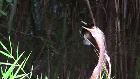 Vögel-Des-Mangrovenwaldes-Stecken-Die-Everglades-3