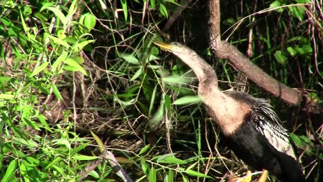 Vögel-Des-Mangrovenwaldes-Stecken-Die-Everglades-9