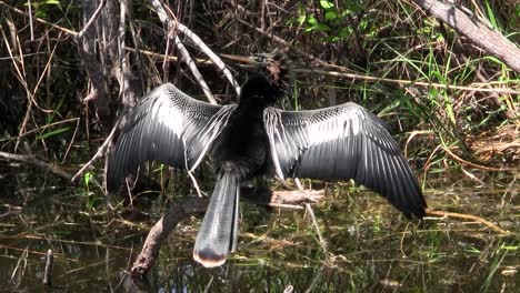 Vögel-Des-Mangrovenwaldes-Stecken-Die-Everglades-10
