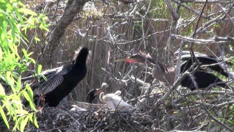 Vögel-Des-Mangrovenwaldes-Stecken-Die-Everglades-12
