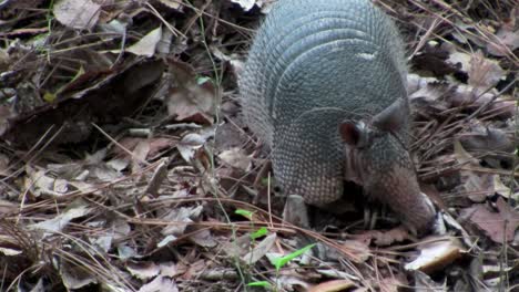 An-armadillo-scurries-across-the-forest-floor