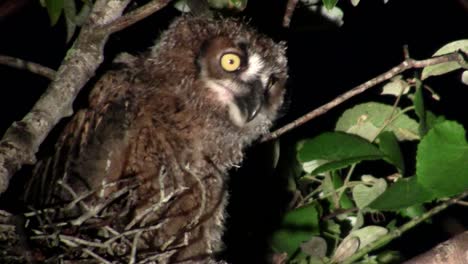 A-great-horned-owl-peers-from-the-branches-of-a-tree-at-night-2