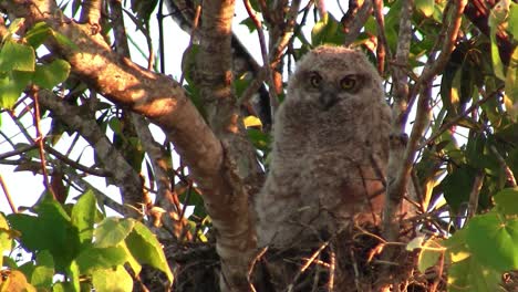 A-great-horned-owl-peers-from-the-branches-of-a-tree-by-day