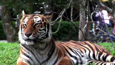 Ein-Großer-Tiger-Sitzt-Auf-Dem-Gras-In-Einem-Zoo