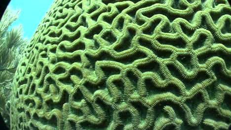 Underwater-shot-of-beautiful-green-brain-coral