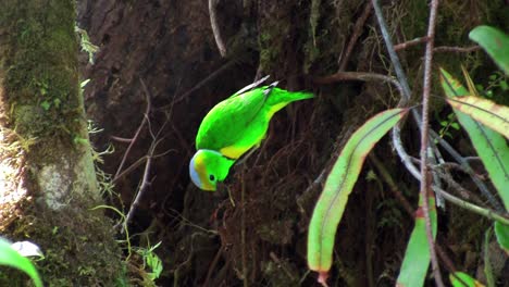 A-vivid-green-bird-sits-on-a-branch-plucking-twigs