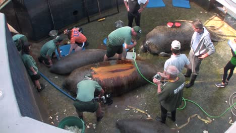 Researchers-at-a-manatee-research-station-in-Florida