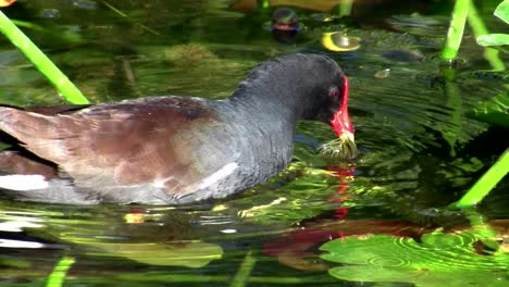 A-common-moorhen-glides-along-a-pond-in-the-Everglades