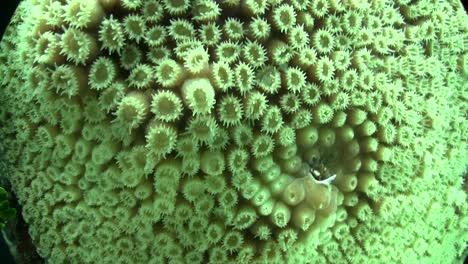 Underwater-shot-of-beautiful-green-brain-coral-2