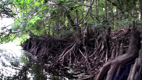 POV-from-a-boat-through-the-Florida-Everglades-3