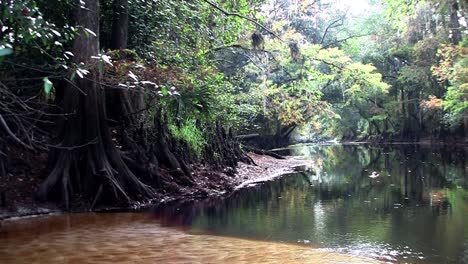 Eine-Aufnahme-Eines-Mangrovenwaldes-Tief-In-Einem-Sumpf