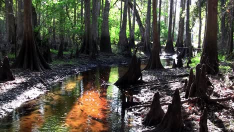 Stationary-shot-of-a-coffee-colored-swamp-in-the-Everglades