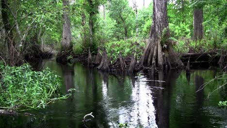 POV-shot-traveling-through-a-swamp-in-the-Everglades