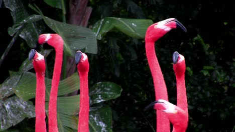 Flamingos-Strömen-In-Den-Everglades-Zusammen