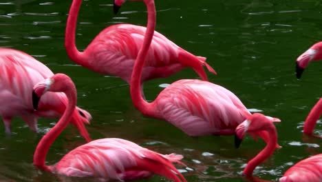 Flamingos-Strömen-In-Den-Everglades-Zusammen-2