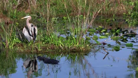 Ein-Alligator-Streift-In-Einem-Sumpf-Der-Everglades-In-Der-Nähe-Eines-Vogels-Herum