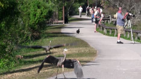 Two-birds-engage-in-a-mating-ritual-along-an-Everglades-pathway