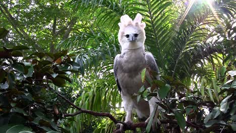Ein-Harpyie-Adler,-Der-Größte-Adler-Der-Welt,-Lugt-Aus-Dem-Dschungel-Hervor-1
