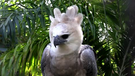 Ein-Harpyie-Adler,-Der-Größte-Adler-Der-Welt,-Späht-Aus-Dem-Dschungel-2