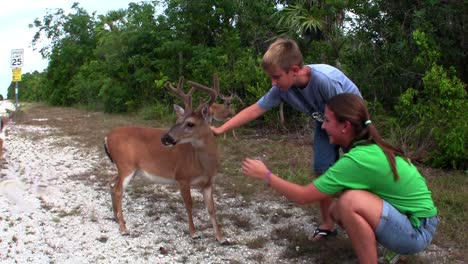 People-feed-deer-along-a-road-in-Florida-1