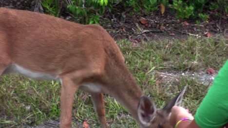 People-feed-deer-along-a-road-in-Florida-2