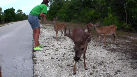 People-feed-deer-along-a-road-in-Florida-4