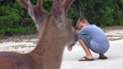 Menschen-Füttern-Rehe-Entlang-Einer-Straße-In-Florida-6