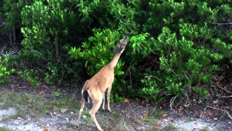 A-deer-gets-on-its-hind-legs-to-eat-from-a-tall-bush