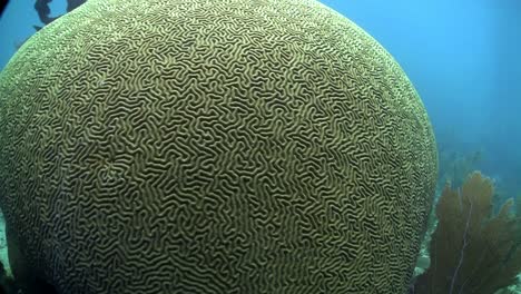 Hermoso-Coral-Cerebro-Bajo-El-Agua