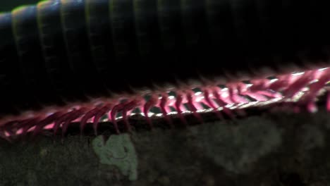An-extreme-close-up-of-a-millipede-moving-along-a-branch-in-the-Everglades-1