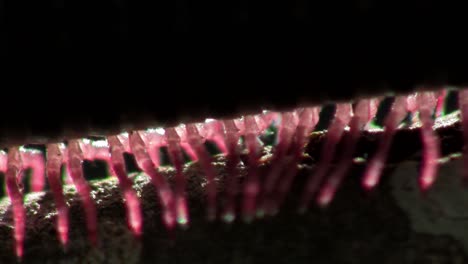 An-extreme-close-up-of-a-millipede-moving-along-a-branch-in-the-Everglades-2