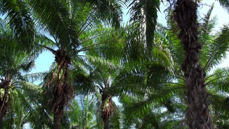 Palm-trees-sway-in-a-palm-grove-forest