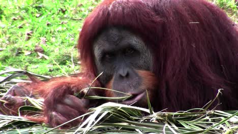 An-orangutan-lounges-on-the-forest-floor
