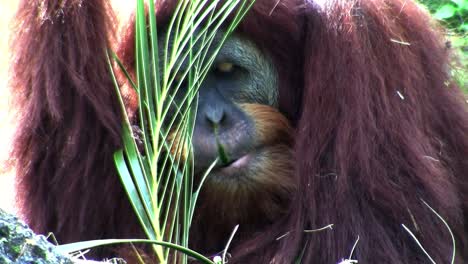 An-orangutan-lounges-on-the-forest-floor-eating-palm-fronds