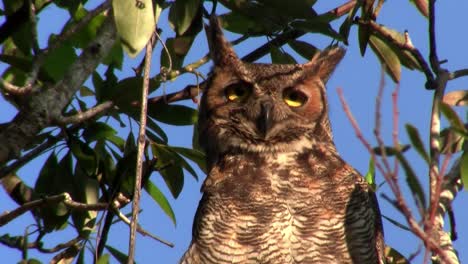 A-great-horned-owl-peers-down-from-a-tree-in-the-forest-1