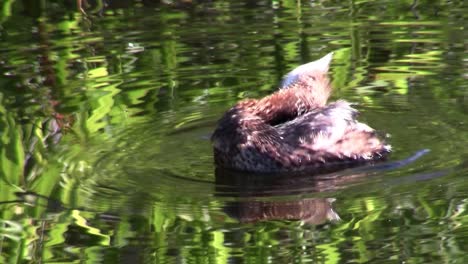 A-pie-billed-grebe-floats-on-a-lake