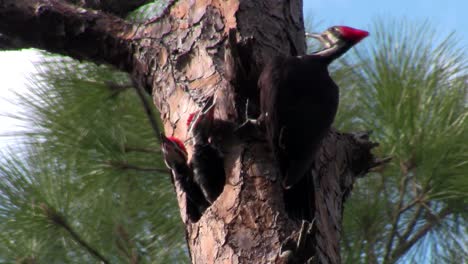 A-pileated-woodpecker-on-a-tree