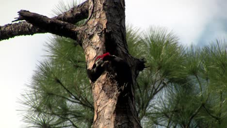 A-pileated-woodpecker-on-a-tree-2