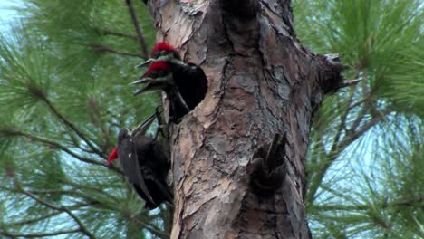 A-pileated-woodpecker-on-a-tree-4