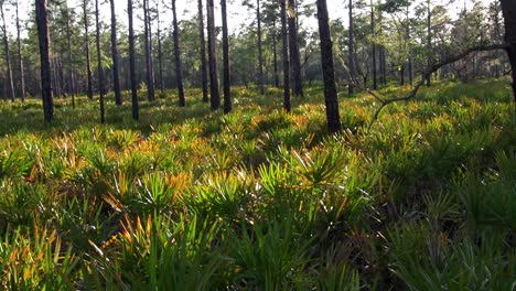 Gras-Und-Bäume-In-Den-Everglades-Von-Florida