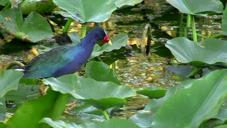 Eine-Violette-Gallinule-Watet-Durch-Das-Wasser-In-Florida-Und-Passt-Wasserpflanzen-An