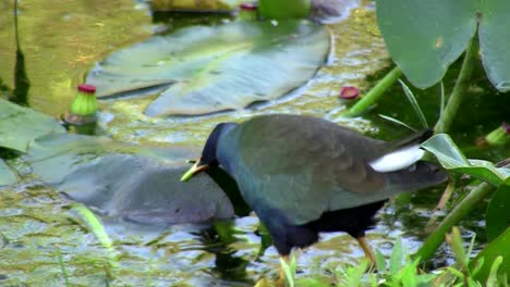 A-purple-gallinule-eats-a-lily-pad-in-the-Everglades-Florida
