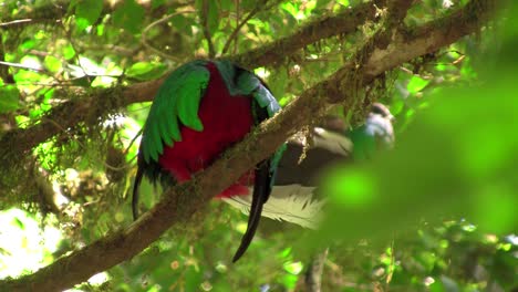 Ein-Quetzal-Papagei-In-Seinem-Nest-Im-Regenwald-Von-Costa-Rica-1