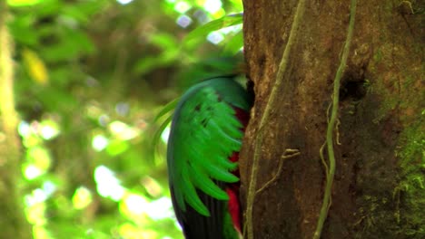 A-quetzal-parrot-at-his-nest-in-Costa-Rica-rainforest-2