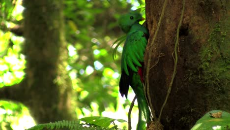 A-quetzal-parrot-at-his-nest-in-Costa-Rica-rainforest-3