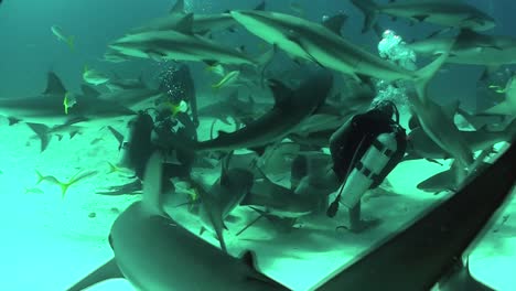 Gute-Aufnahmen-Von-Vielen-Haien,-Die-Unter-Wasser-Um-Einen-Taucher-Herumschwimmen