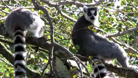 Two-ringtail-lemurs-sit-in-a-tree-ringtailed
