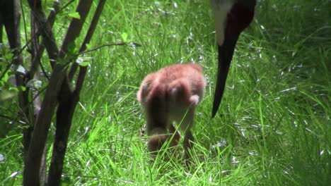 A-snadhill-crane-chick-walks-in-the-grass-2