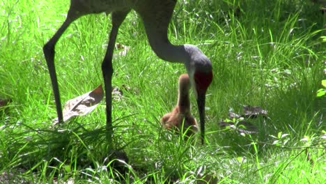 A-snadhill-crane-chick-walks-in-the-grass-as-its-mother-looks-on-1